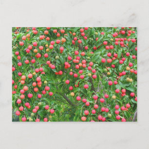 Kousa Dogwood Berries Briefkaart