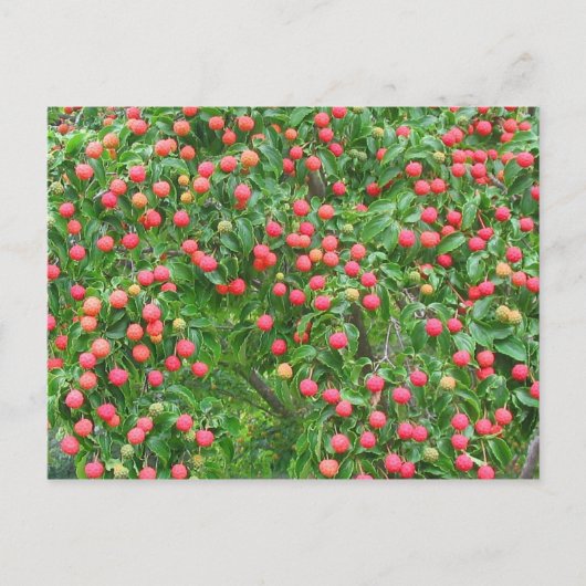Kousa Dogwood Berries Briefkaart (Voorkant)