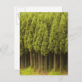 Koya Sugi Cedar Trees Briefkaart (Voorkant / Achterkant)