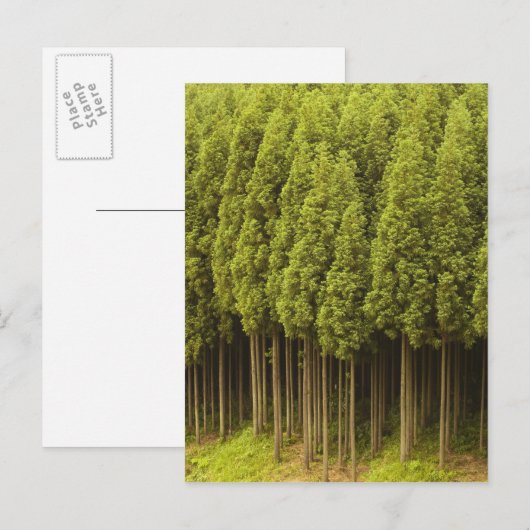 Koya Sugi Cedar Trees Briefkaart (Voorkant / Achterkant)