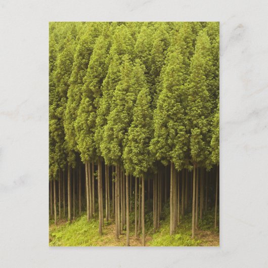 Koya Sugi Cedar Trees Briefkaart (Voorkant)