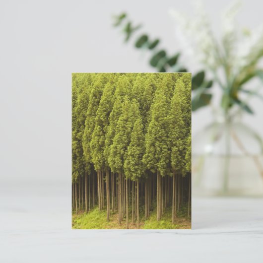 Koya Sugi Cedar Trees Briefkaart (Staand voorkant)