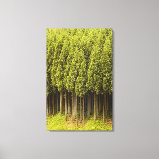Koya Sugi Cedar Trees Canvas Afdruk (Voorkant)