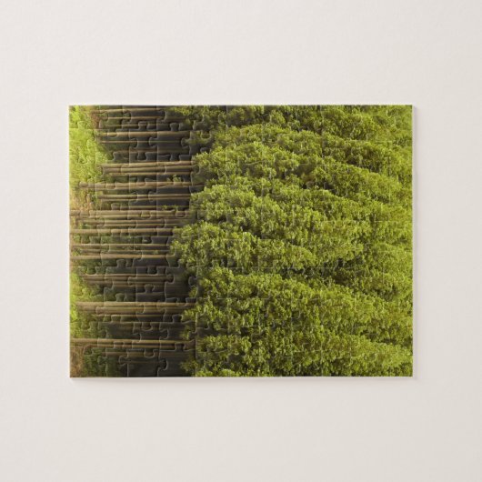 Koya Sugi Cedar Trees Legpuzzel (Horizontaal)