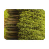 Koya Sugi Cedar Trees Magneet (Horizontaal)