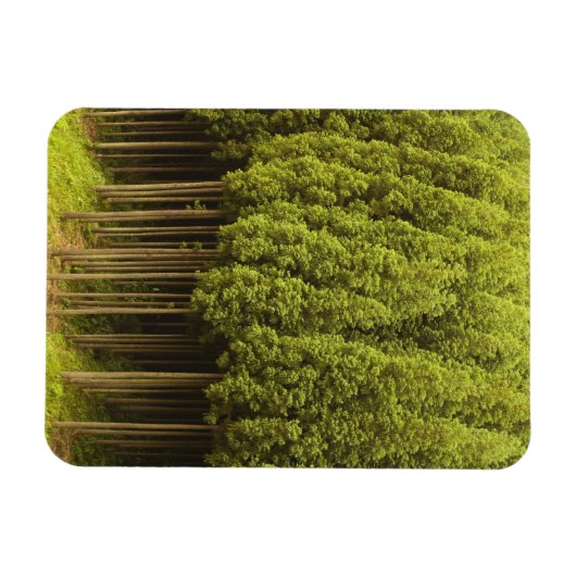 Koya Sugi Cedar Trees Magneet (Horizontaal)