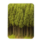 Koya Sugi Cedar Trees Magneet (Verticaal)