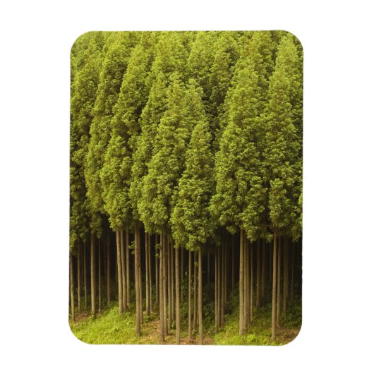 Koya Sugi Cedar Trees Magneet (Verticaal)