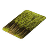 Koya Sugi Cedar Trees Magneet (Linkerzijde)