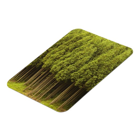 Koya Sugi Cedar Trees Magneet (Linkerzijde)