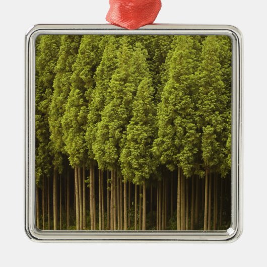 Koya Sugi Cedar Trees Metalen Ornament (Voorkant)