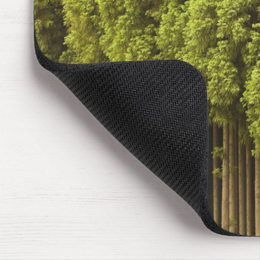 Koya Sugi Cedar Trees Muismat (Hoek)