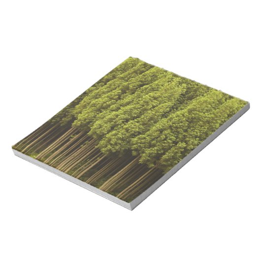 Koya Sugi Cedar Trees Notitieblok (Linkerzijde)