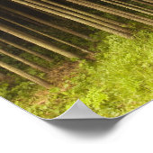 Koya Sugi Cedar Trees Poster (Hoek)