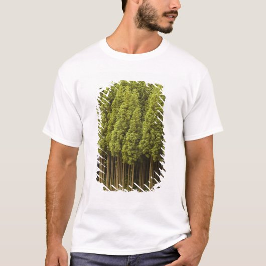 Koya Sugi Cedar Trees T-shirt (Voorkant)