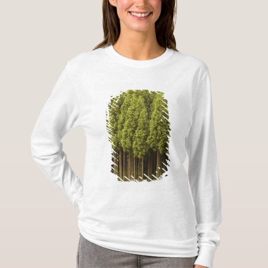 Koya Sugi Cedar Trees T-shirt (Voorkant)
