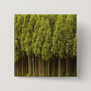 Koya Sugi Cedar Trees Vierkante Button 5,1 Cm