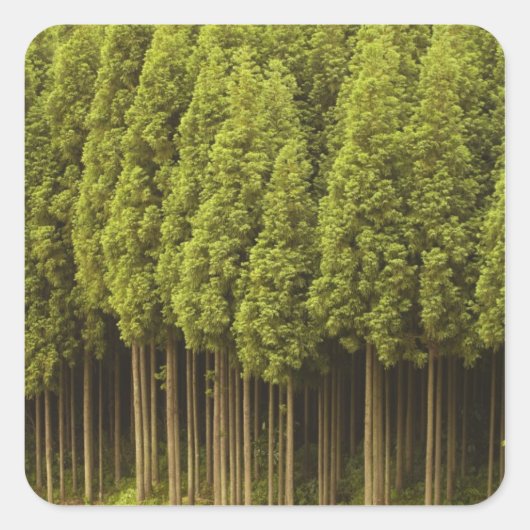 Koya Sugi Cedar Trees Vierkante Sticker (Voorkant)