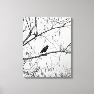 Kraai in een berkenboom canvas afdruk