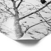 Kraai in een berkenboom foto afdruk (Hoek)