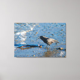 Kraai op Mutiny Bay Canvas Afdruk