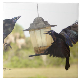 Kraaien Ravens Blackbirds Tegel Tegeltje