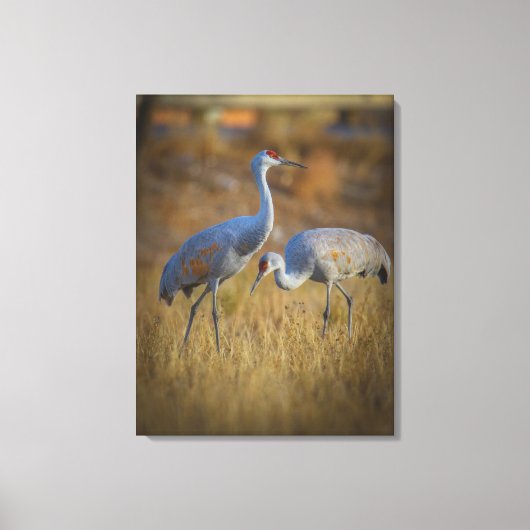 kraan canvas afdruk (Voorkant)
