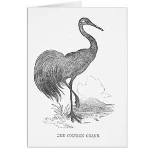  kraanpen voor de vogelpen en de inkttekening