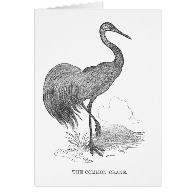  kraanpen voor de vogelpen en de inkttekening (Voorkant)