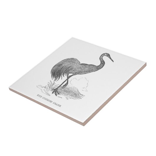  kraanpen voor de vogelpen en de inkttekening tegeltje (Zijkant)