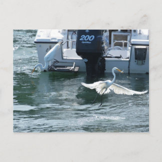 Kraanvisserij Briefkaart