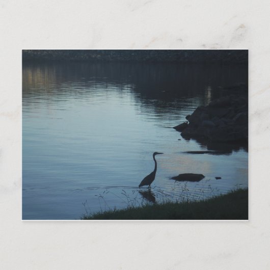 Kraanvogel bij het meer bij Sunset Briefkaart (Voorkant)