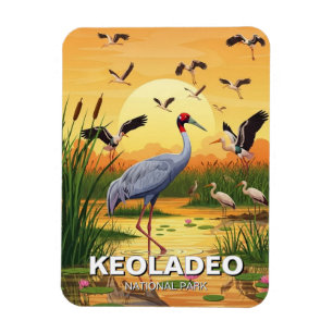 Kraanvogel in Keoladeo Nationaal Park India Reizen Magneet