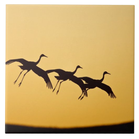 Kraanvogel landend bij zonsondergang tegeltje (Voorkant)
