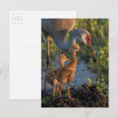 Kraanvogel met kuikens, Florida Briefkaart (Voorkant / Achterkant)