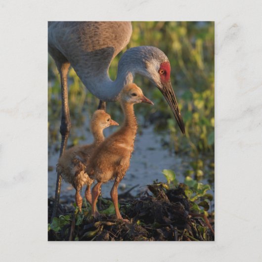 Kraanvogel met kuikens, Florida Briefkaart (Voorkant)