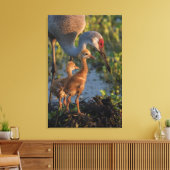 Kraanvogel met kuikens, Florida Canvas Afdruk (Insitu (Woonkamer))