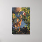 Kraanvogel met kuikens, Florida Canvas Afdruk (Voorkant)