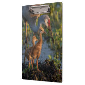 Kraanvogel met kuikens, Florida Klembord (Links)