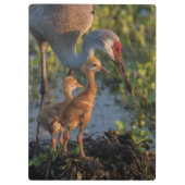 Kraanvogel met kuikens, Florida Klembord (Achterkant)