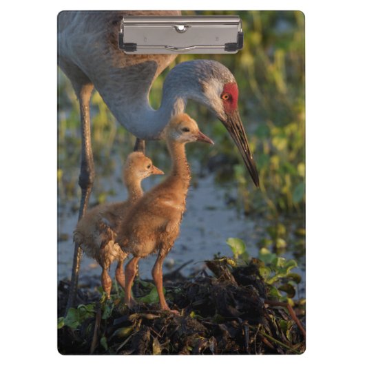 Kraanvogel met kuikens, Florida Klembord (Voorkant)