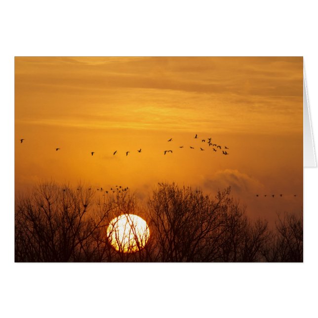 Kraanvogels als silhouet tegen opkomende zon (Voorkant Horizontaal)