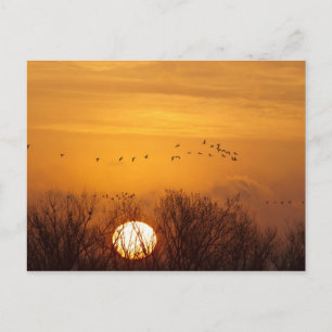 Kraanvogels als silhouet tegen opkomende zon briefkaart