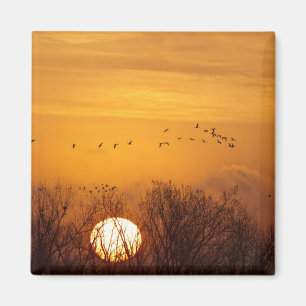 Kraanvogels als silhouet tegen opkomende zon magneet
