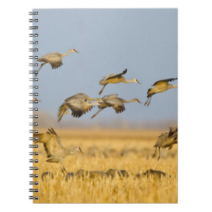 Kraanvogels landen in maïsvelden notitieboek