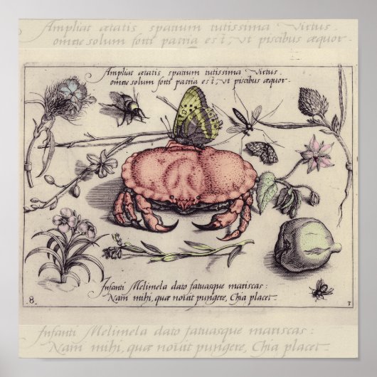 Krab Botanische Insect Bloem Illustratie Poster (Voorkant)