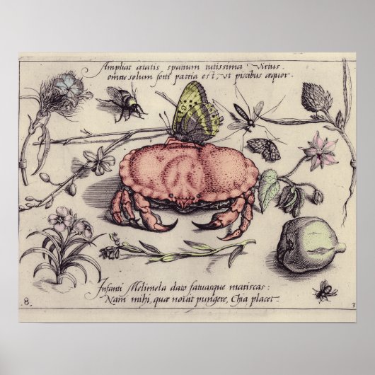 Krab Botanische Insect Bloem Illustratie Poster (Voorkant)