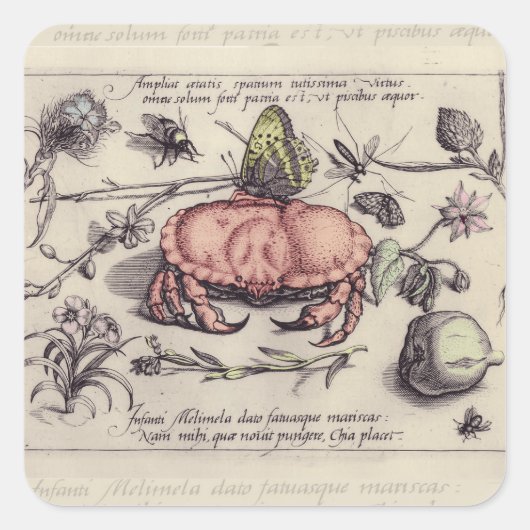 Krab Botanische Insect Bloem Illustratie Vierkante Sticker (Voorkant)