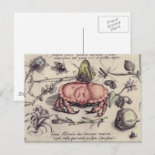 Krab Botanische Insecten Bloem Illustratie Briefkaart (Voorkant / Achterkant)