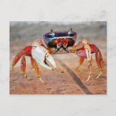 krab briefkaart (Voorkant)